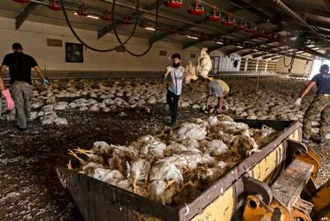 CYPRUS: 80,000 chickens die from heat and smoke inhalation