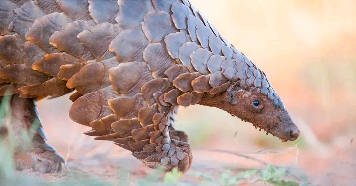 ZAMBIA: Lusaka men face court for illegal possession of live pangolin