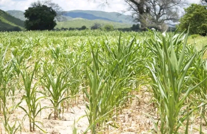 ZAMBIA: Food crisis looms amidst weather challenges