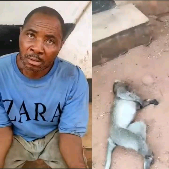 NIGERIA: Nigerian Man in Trouble for Killing Sacred Monkey