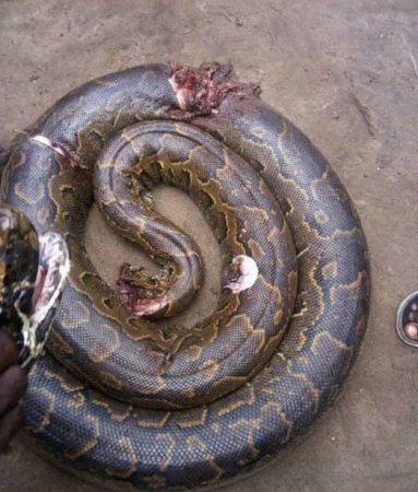 NIGERIA: Big Protest Erupts in Delta Community After Cleric Slays ‘Sacred Snake’