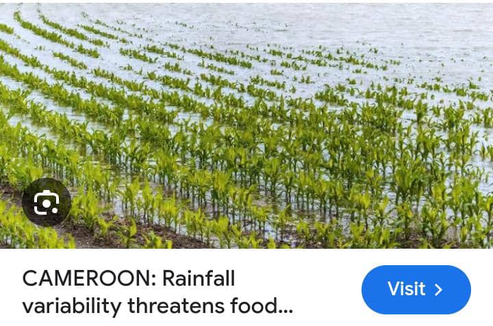 Cameroon: Food security fears as rain stays away in North Cameroon.