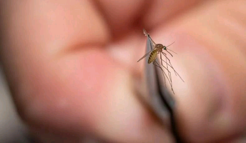 U.S.A: U.S. Towns Close Parks as Deadly Mosquito-Borne Virus Spreads