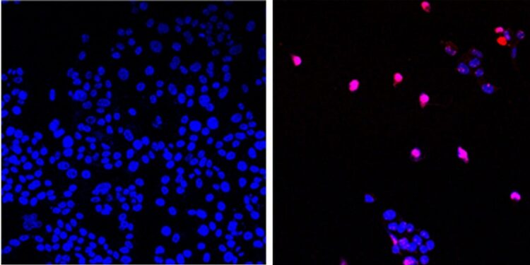 U.S.A: Breakthrough Cancer Drug Selectively Destroys Tumors Without Harming Healthy Tissue