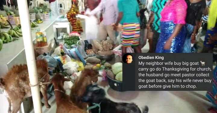 Drama in Nigeria as Man Reclaims Goat from Pastor After Wife’s Thanksgiving Gift: A Battle of Ego or Religious Misunderstanding?