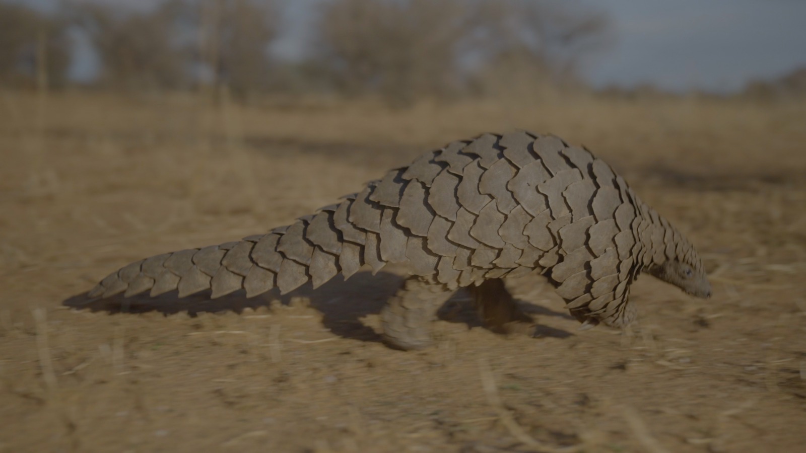 Pangolin Day: Wild Africa Urges Protection of Pangolins and Stronger Laws Against Wildlife Crime