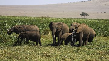 Kenyan conservationists Urged  To Maintain Open Corridors Amid Shrinking Habitats