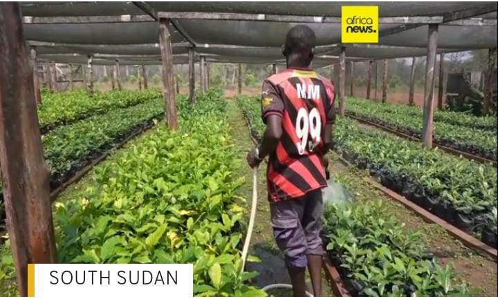 South Sudan : Excelsa Coffee Provides A Sustainable Coffee Industry